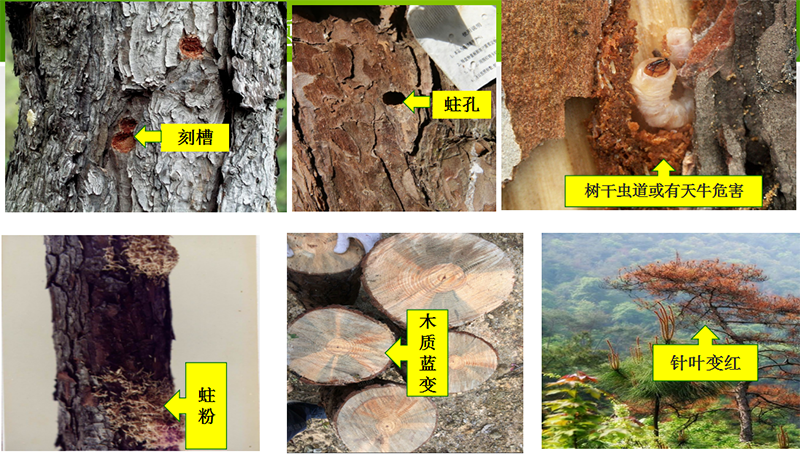 210208涨知识：松树变红很“美”吗？不，它“患癌”了 (6).png
