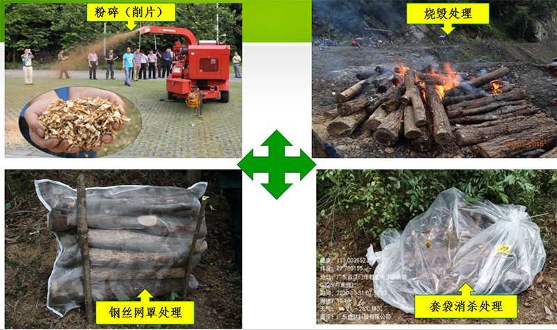 210208涨知识：松树变红很“美”吗？不，它“患癌”了 (7).png