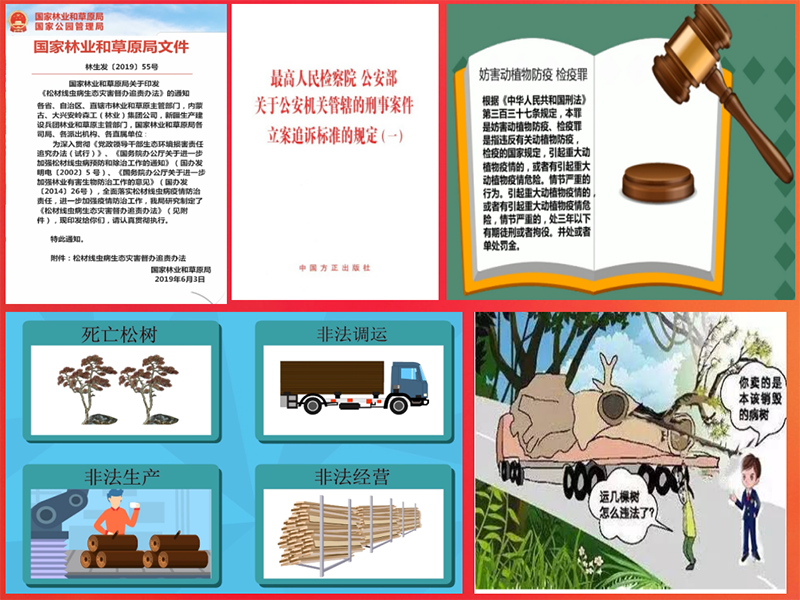210208涨知识：松树变红很“美”吗？不，它“患癌”了 (13).png