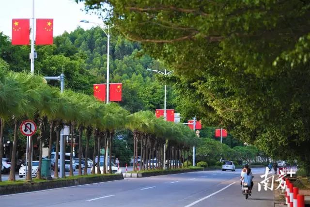 行驶在新会区会城大道,鲜艳的“中国红”把街道装点得喜庆热烈。 南方+ 杨兴乐 拍摄 图片