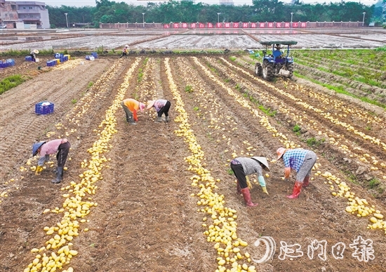 今年以来，恩平市供销社依托省市县镇供销社组织体系和服务网络优势，发挥基层供销社和村集体组织动员农户作用，以订单为核心，集聚省社企业、镇村供销社和村集体力量，打通马铃薯采购、采收、储藏、运输、销售全流程，搭建“订单收购+冷链服务+错峰销售”农产品全程冷链服务模式。