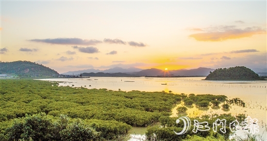 珠三角连片面积最大的红树林——恩平市镇海湾红树林，面积约373.33公顷（5600亩）。