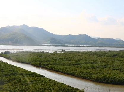 250108再创佳绩！江门3处红树林湿地入选省级重要湿地 (2).jpg