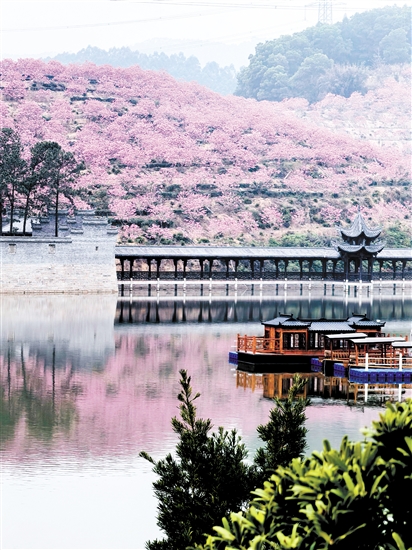 春节期间，来苏村30多公顷紫花风铃木惊艳绽放。鹤山市委组织部供图