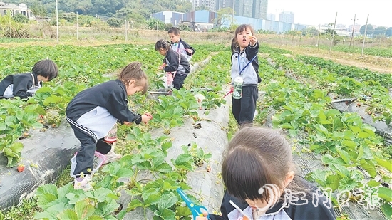 每逢周末，不少孩子来到台城街道桂水村的小鲜农场体验采摘果蔬的乐趣。